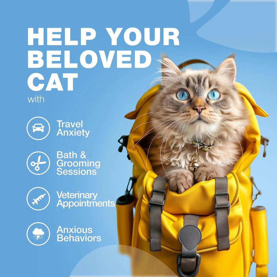 Cat Calming Treats Hemp Calming Care For Cats Cat Melatonin Soft Chews With Hemp Seed Oil And Probiotics Cat Anxiety Relief Storms Travel Grooming Separation Calming Chews For Cats