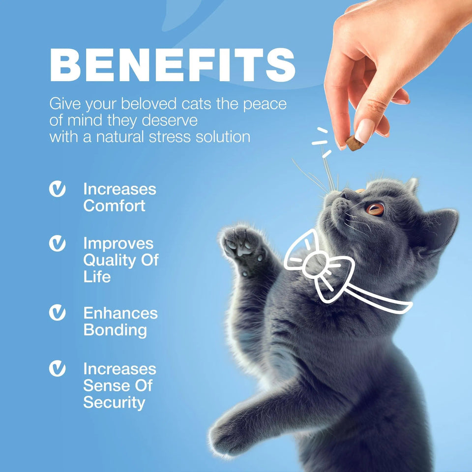 Cat Calming Treats Hemp Calming Care For Cats Cat Melatonin Soft Chews With Hemp Seed Oil And Probiotics Cat Anxiety Relief Storms Travel Grooming Separation Calming Chews For Cats